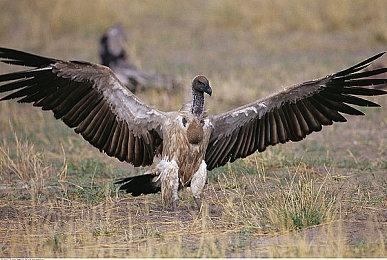 《黑色沙漠》新职业行者战斗演示 驾筋斗云擎金箍棒